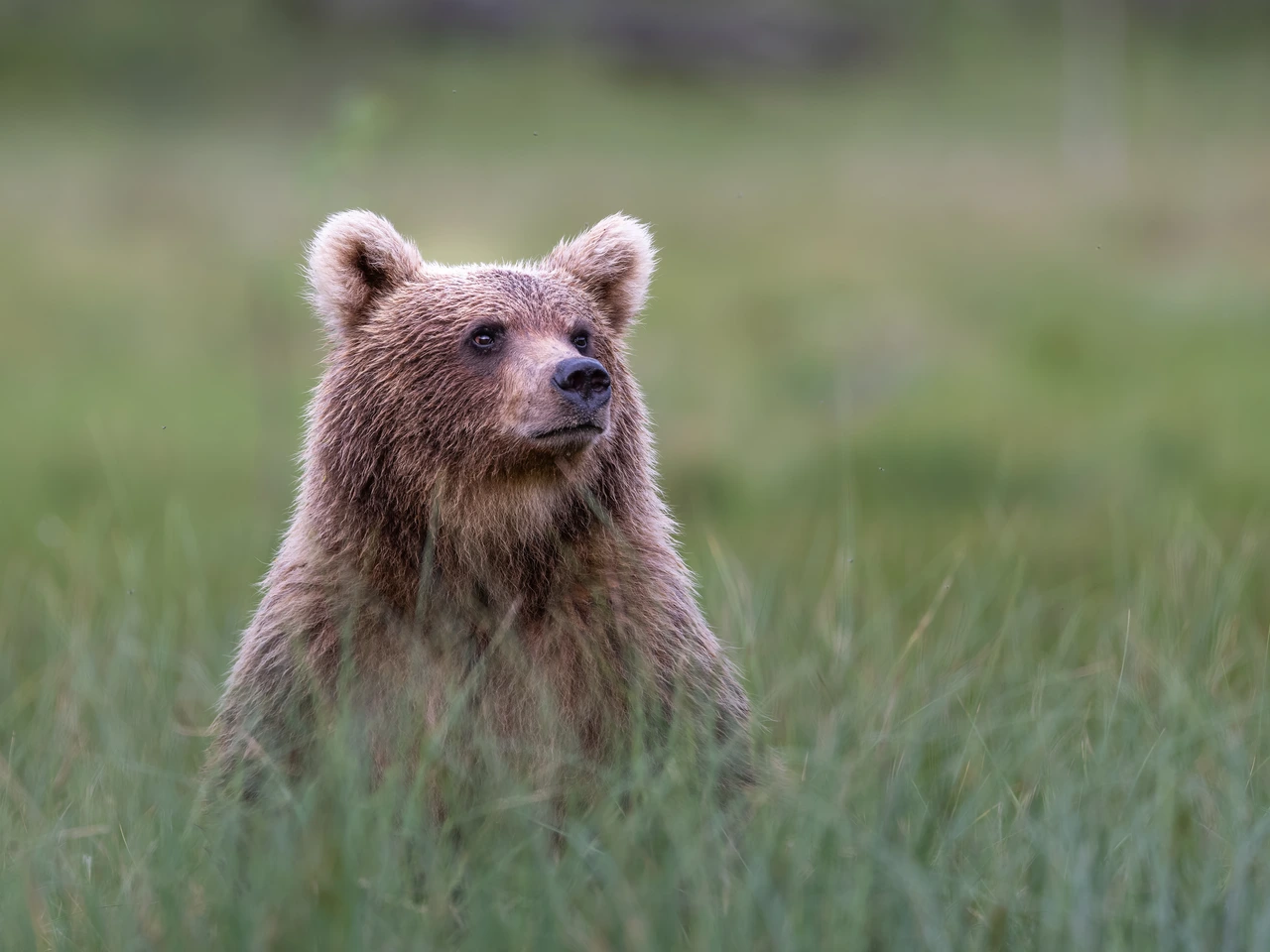 Brown bear — wildlife photograph by Henk Reinicke.