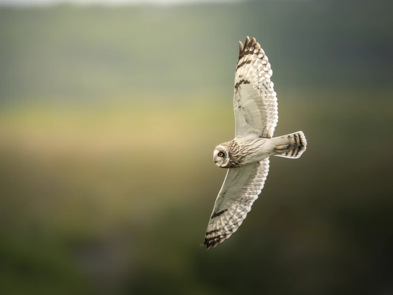 Short-eared owl — wildlife photograph by Henk Reinicke.