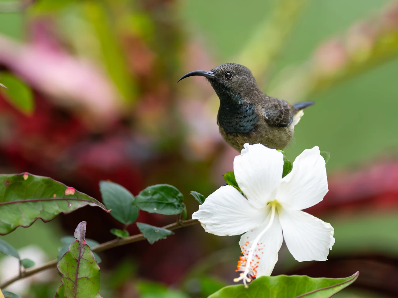 Seychelles sunbird — wildlife photograph by Henk Reinicke.